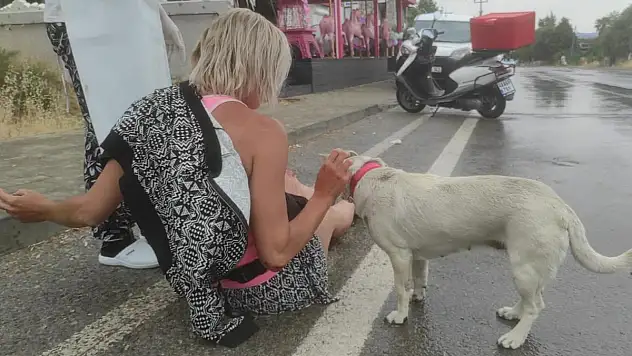 Bıdık kaza yapan sahibinin başından ayrılmadı