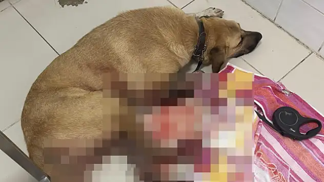 Bir Köpek Daha Silahla Vurularak Yaralandı