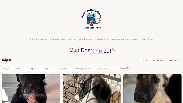 Bir patili dost edinmek artık daha kolay