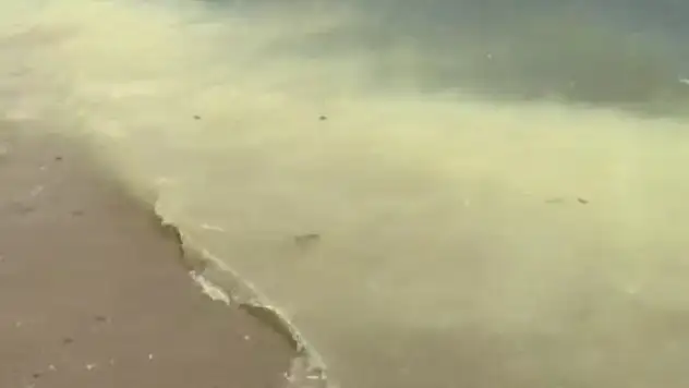 Bitez'de deniz salyası mı var?