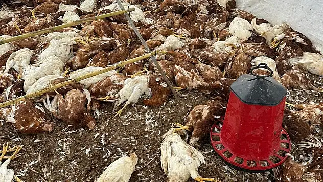 Bitez'de Sokak Köpeklerinin Saldırısı: Tavuklar Telef Oldu