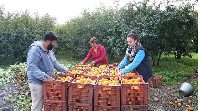 Bodrum Belediyesi Mandalina Alımına Devam Ediyor