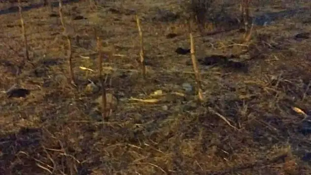 Bodrum belediyesi'nden duyarlı müdahale