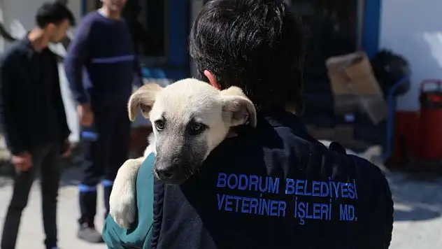 Bodrum Belediyesi'nden sokak hayvanları açıklaması ! hiçbir can siyasi malzeme değildir
