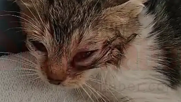 Bodrum Belediyesi Selde Yaralı Kurtarılan Kediye Yardımlarını Esirgemedi