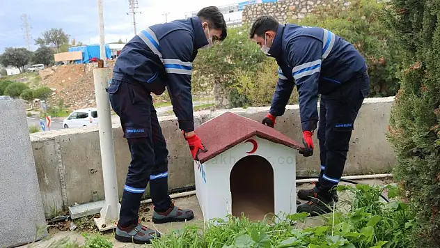 BODRUM BELEDİYESİ VE STK'LERDEN SOKAK HAYVANLARI İÇİN ORTAK PROJE