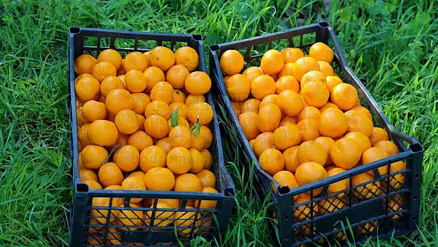 BODRUM BELEDİYESİ'NDEN BODRUM MANDALİNASINA ALIM GARANTİSİ