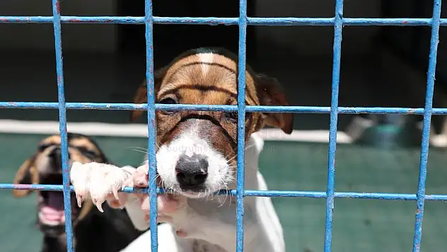 Bodrum Belediyesi'nden Sahiplenme Çağrısı