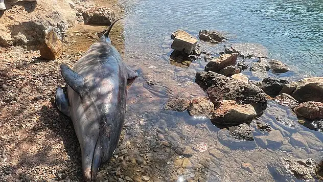 Bodrum Cennet Koyda Ölü Yunus Balığı Karaya Vurdu