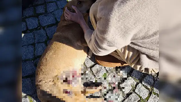 Bodrum'da sürücü yerdeki köpeği ezdi