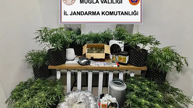 Bodrum'da uyuşturucu serasına jandarma baskını