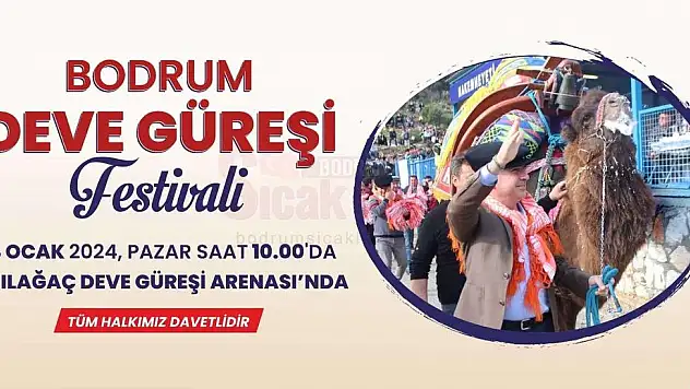 Bodrum Deve Güreşi Festivali için Geri Sayım