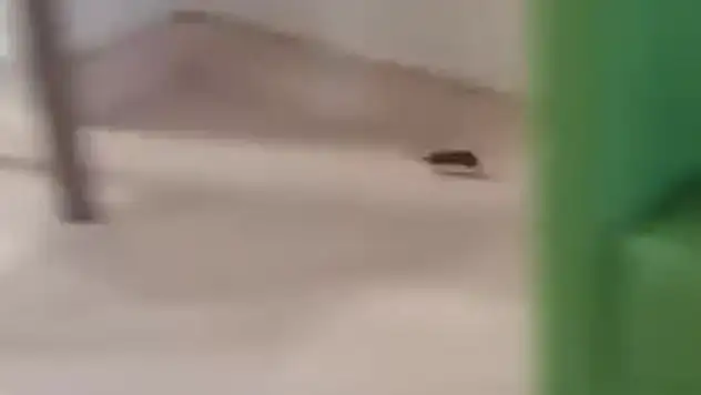 Bodrum Devlet Hastanesi'nde Skandal: Bekleme Salonunda Fareler Geziyor!