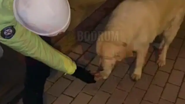 Bodrum Emniyet Müdürlüğü Mağdur olan Vatandaşların ve Sokak hayvanlarının Yanında