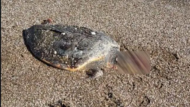 Bodrum Kıyılarında Caretta Caretta Ölümleri Artıyor