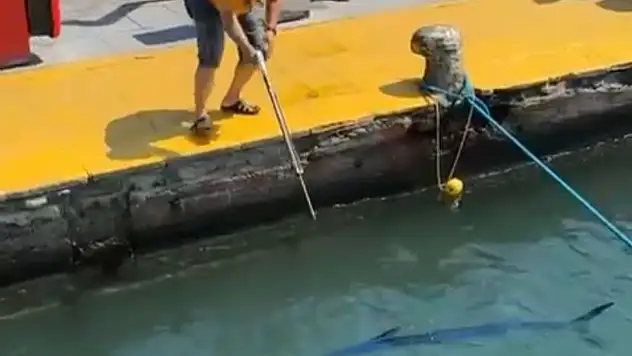 Bodrum Limanı'nda koruma altındaki balık katledildi !