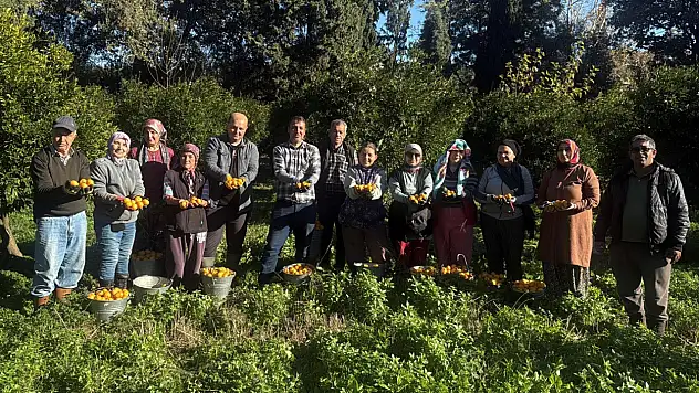 Bodrum mandalinası bahçede 15-20, manavlarda 100 liradan satılıyor