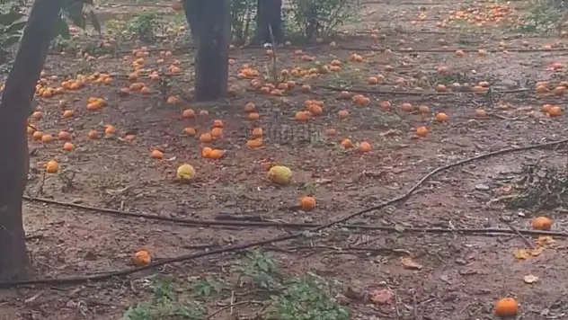 Bodrum Mandalinasına Fırtına ve Yağmur Vurdu