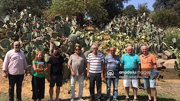 Bodrum organik tarım çalıştayı için çalışma başlatıldı