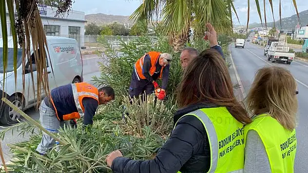 Bodrum Park Bahçeler Müdürlüğü Ekipleri Durmak Bilmeden Çalışıyor