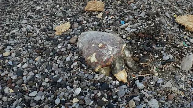 Bodrum sahillerinde bir caretta daha ölü bulundu
