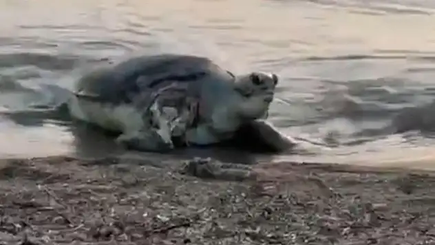 Bodrum Sahillerinde Büyüleyici An: Caretta Caretta Kıyıya Çıktı!
