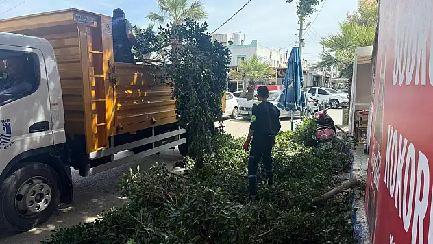 Bodrum Sanayi Sitesi'nde Ağaç Budama Çalışmaları Yapıldı