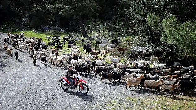 Bodrum teknolojik çobanı sürüsünü drone ile takip ediyor
