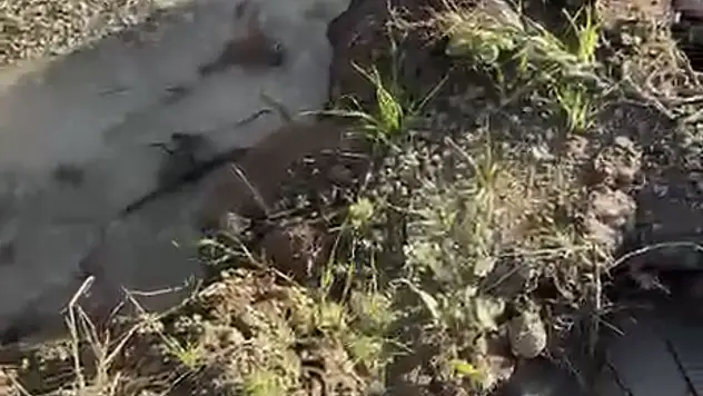 Bodrum'un çocuğu Bodrum'u unuttu