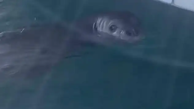 Bodrum'un maskotu gibi oldu Akdeniz foku limanda ortaya çıktı