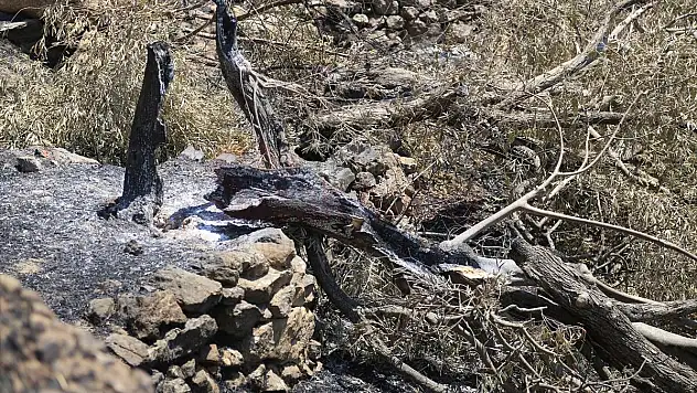Bodrum ve Milas'ta üreticiler yangınlar nedeniyle zeytinliklerinin zarar görmesinin üzüntüsünü yaşıyor