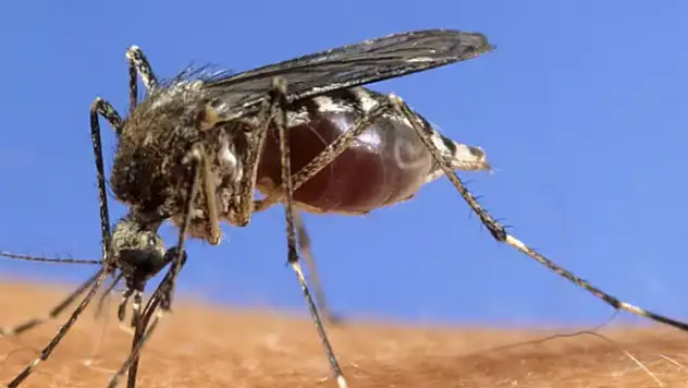 Bodruma Gelen Bir Turistte Batı Nil Virüsü Ortaya Çıktı