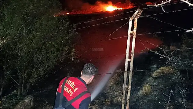 Bodrum'da 15 Dönüm Makilik Alan Küle Döndü