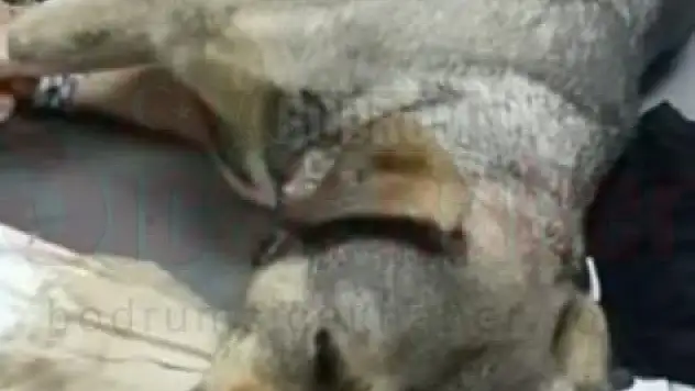 Bodrum'da 7 köpeğin zehirlendiği iddiasıyla ilgili soruşturma başlatıldı