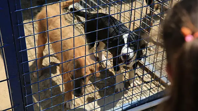 Bodrum'da 80 Minik Yürek Can Dostlarıyla Buluştu