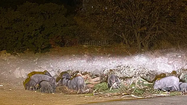 Bodrum'da Aç Kalan Sürü Kesilen Dal ve Yaprakları Yiyerek Gözden Kayboldu