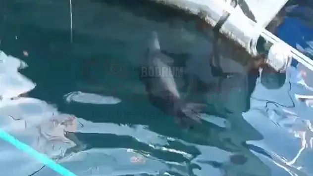 Bodrum'da Akdeniz fokunun balık avladığı anlar kameraya yansıdı