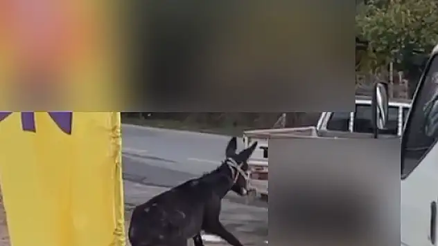 Bodrum'da Akıl Almaz Görüntüler: 'Bu Da Mı Oldu?'