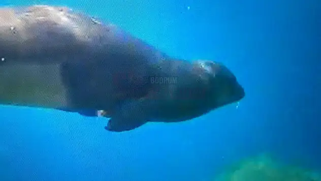 Bodrum'da Amatör Balıkçı, Akdeniz Fokunu Sualtı Kamerasıyla Görüntüledi