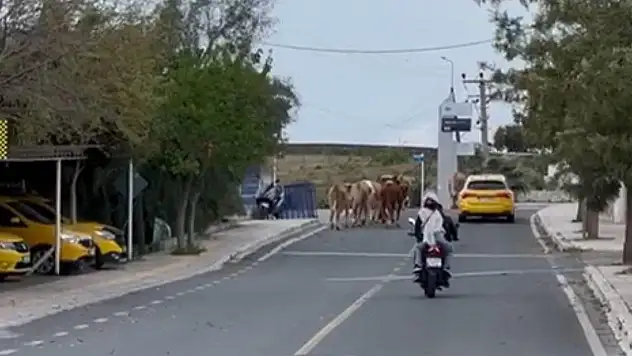 Bodrum'da Ana Caddede Sürpriz Konuklar: Büyükbaş Hayvanlar Yolda Gezerken Görüntülendi