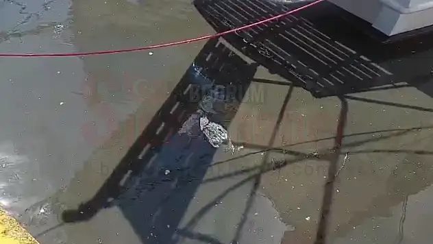 Bodrum'da Atık Sular Denize Akıyor