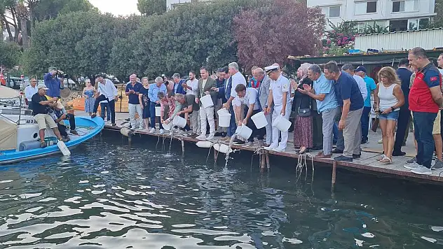 Bodrum'da Av Sezonu Açıldı: 40 Bin Yavru Levrek Denize Bırakıldı