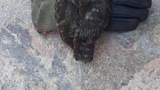 Bodrum'da bacaya düşen baykuş yavrusu kurtarıldı