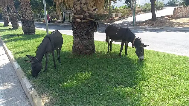 Bodrum'da Başıboş Eşeklerin Çimen Keyfi