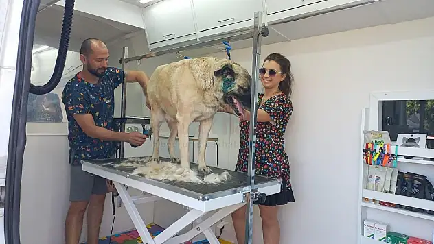 Bodrumda Bir İlk Mobil Pet Kuaför