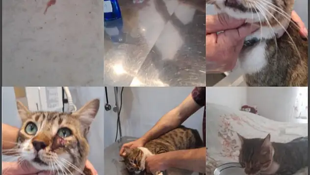 Bodrum'da Bir Kedi Canice Darp Edildi