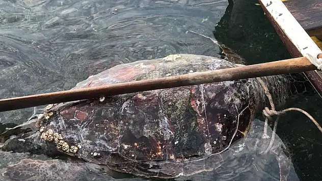 Bodrum'da Bulunan Bitkin Caretta Caretta Hayata Tutunamadı