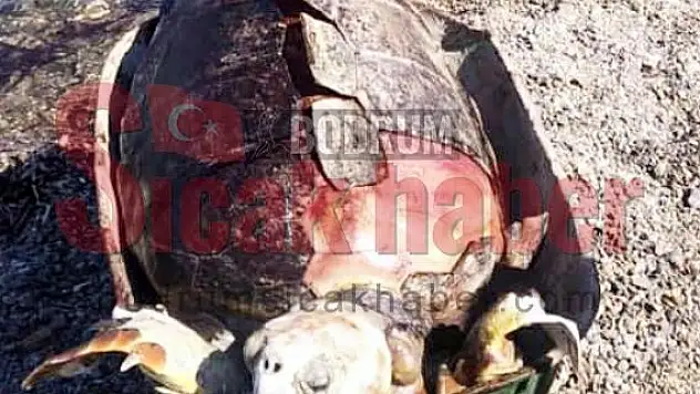 Bodrum'da Caretta Darp Edilmiş Halde Ölü Bulundu