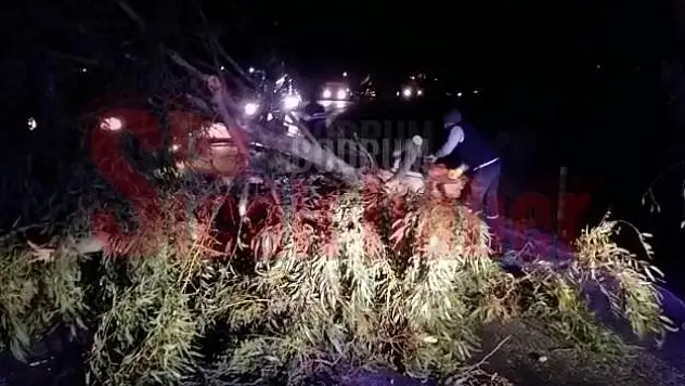 Bodrum'da Devrilen Ağaç Yalıkavak Yolunu Kapattı...