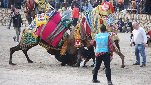 Bodrum'da geleneksel deve güreşi festivali yapıldı